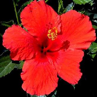 Hibiscus_’Brilliant’ – Nederlandse Kuipplantenvereniging