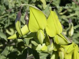 crotalaria-agatiflora