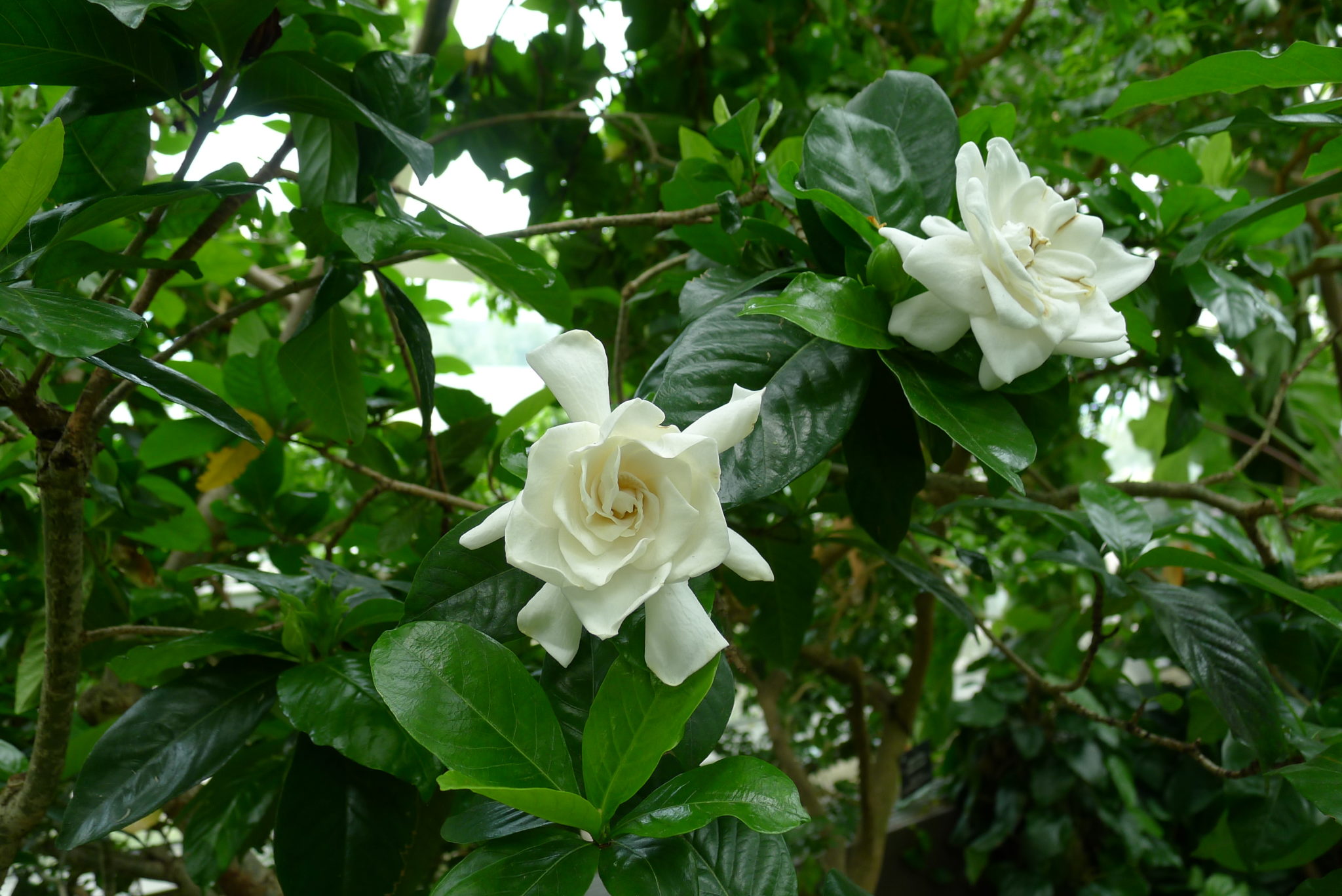 Gardenia jasminoides